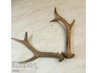 Roe deer antlers, trophy