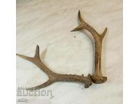 Roe deer horns, hunting trophy