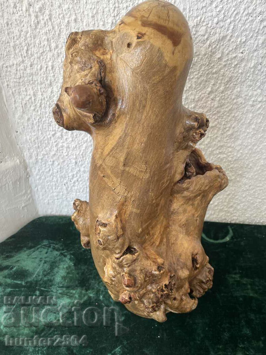 Umbrella-tree, 51 cm with price 49.95 BGN | € 25.54 Umbrella-tree, 51 cm with price 49.95 BGN | € 25.54