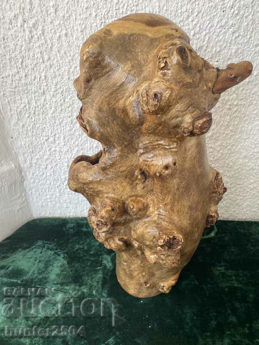 Auction Umbrella-tree, 51 cm Auction Umbrella-tree, 51 cm