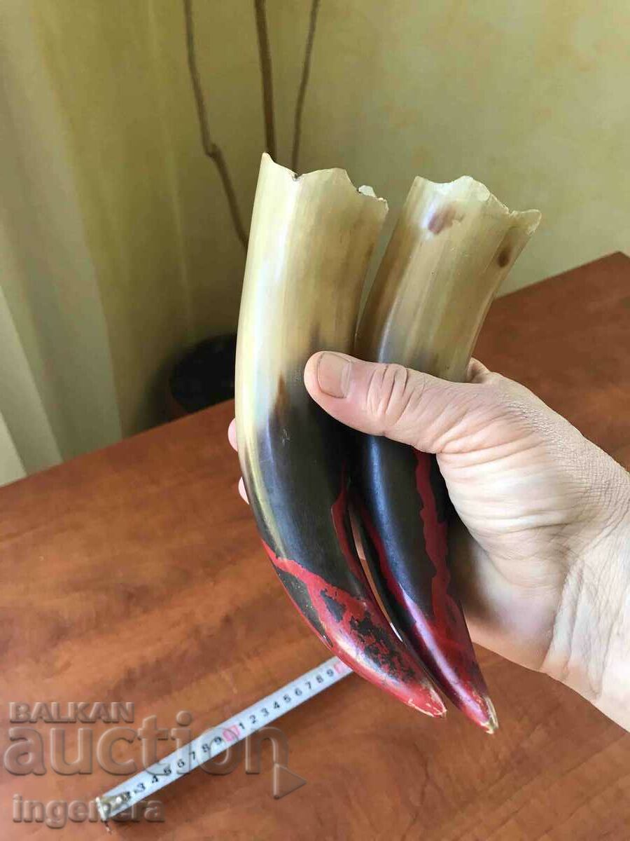 HORN HORN HORN FOR GUN POWDER OR OTHER - 2 PCS. KIT - 6 HORN HORN HORN FOR GUN POWDER OR OTHER - 2 PCS. KIT - 6