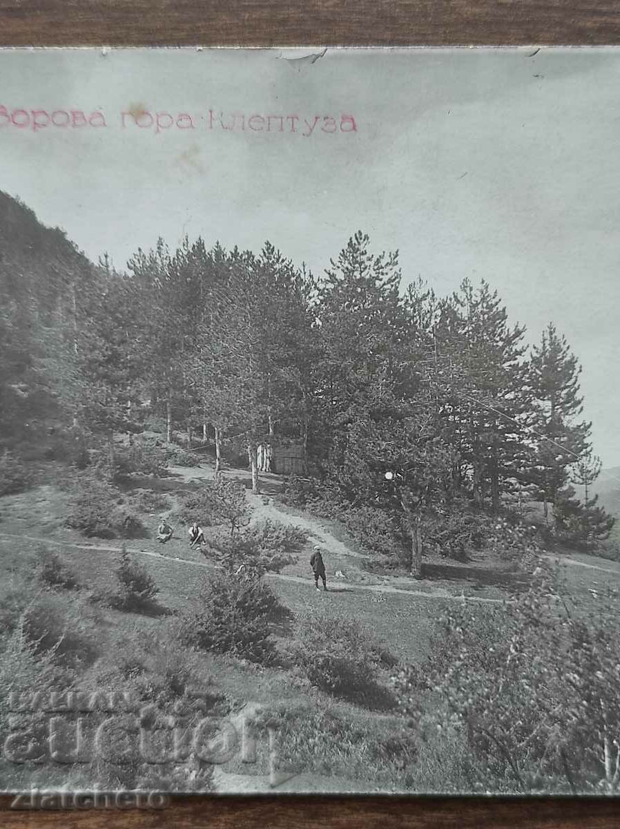 Пощенска карта Царство България - Борова гора Клептуза с цена 15.00 лв. | € 7.67 Пощенска карта Царство България - Борова гора Клептуза с цена 15.00 лв. | € 7.67