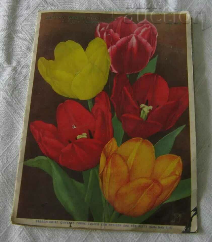 NURSERY CATALOG A. C. VAN DER SCHOOT HILLEGOM 1932