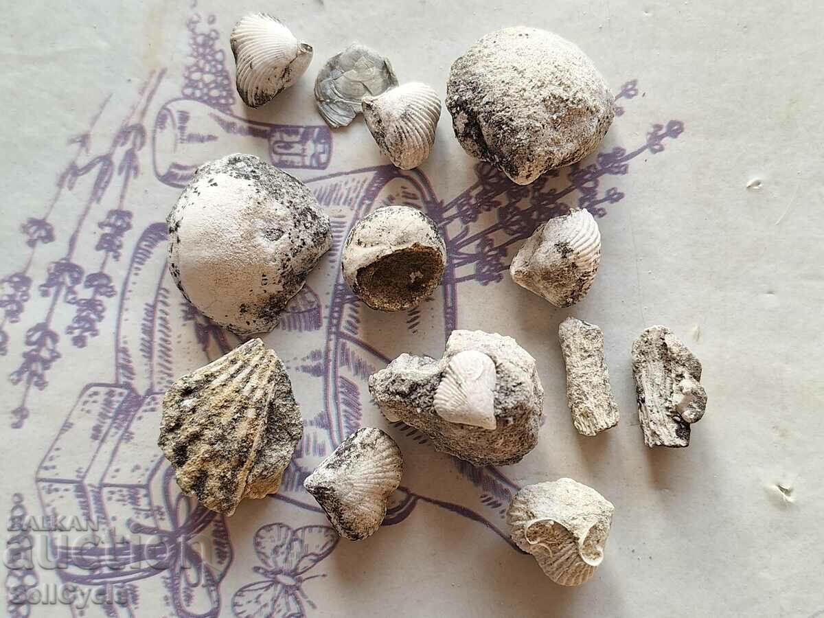 ✅ FOSSILS | DIFFERENT TYPES OF SHELLS, BRACHIOPODS, CORAL❗