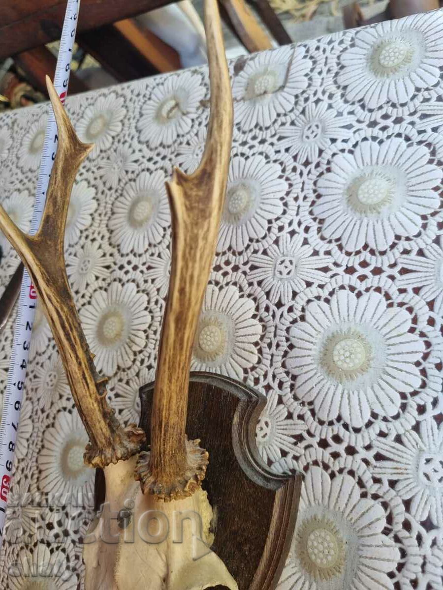 Trophy. Horns with price 35.00 BGN | € 17.90 Trophy. Horns with price 35.00 BGN | € 17.90