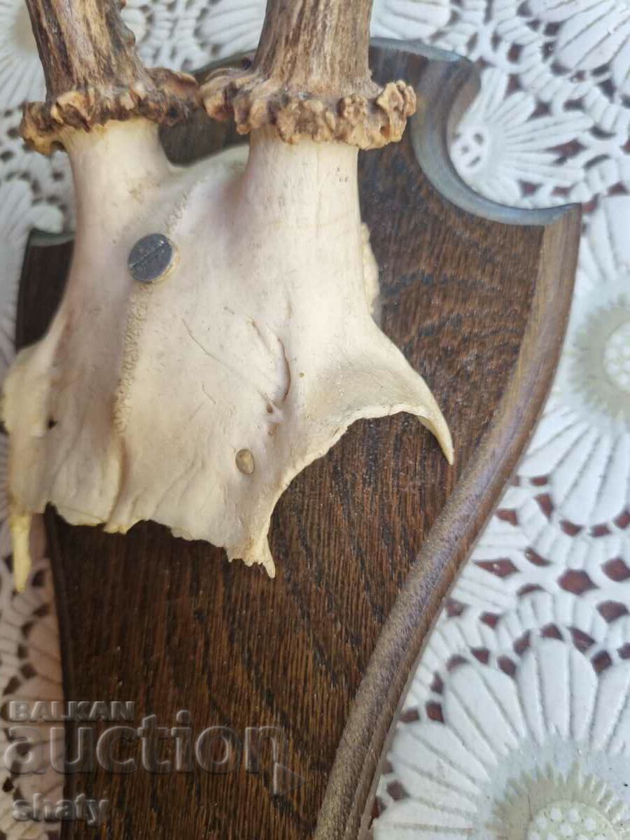 Auction Trophy. Horns Auction Trophy. Horns