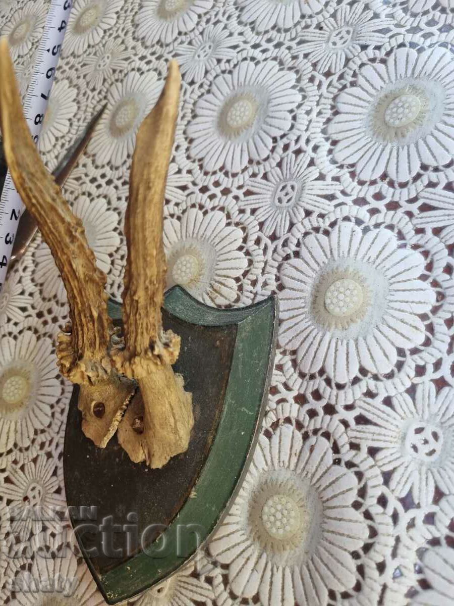 Trophy. Horns with price 35.00 BGN | € 17.90 Trophy. Horns with price 35.00 BGN | € 17.90