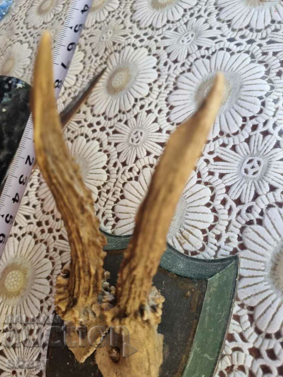 Auction  Trophy. Horns