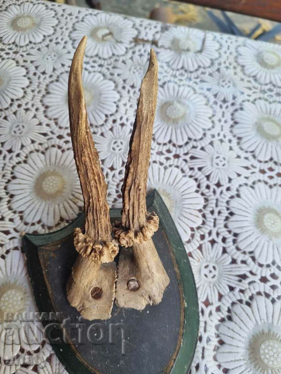 Delivery of Trophy. Horns Delivery of Trophy. Horns