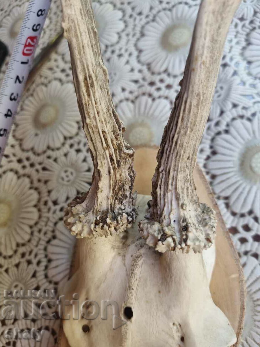 Delivery of Trophy. Horns