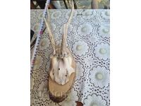 Τρόπαιο. Κέρατα