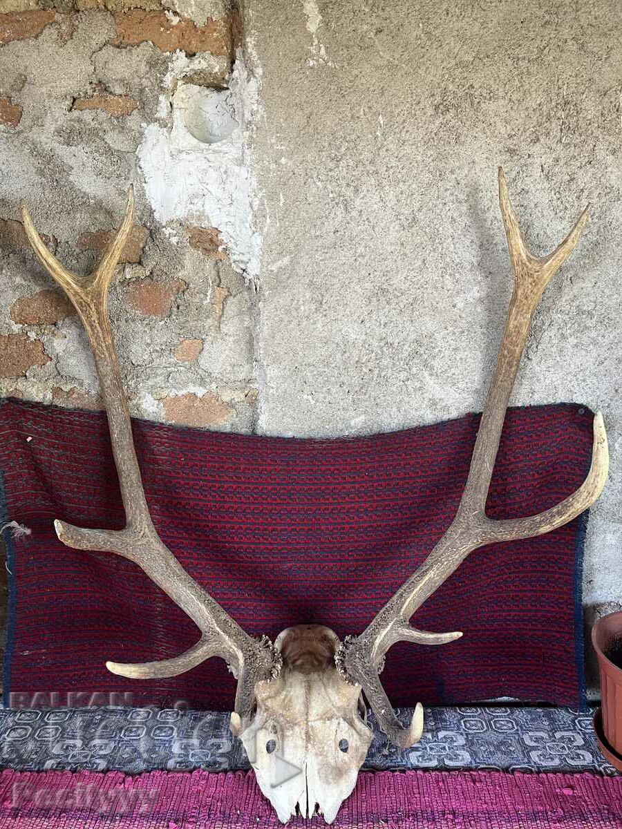 Old Antlers for Decoration