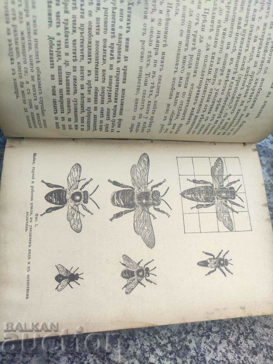 Delivery of Bee and Hive - L. L. Langstroth