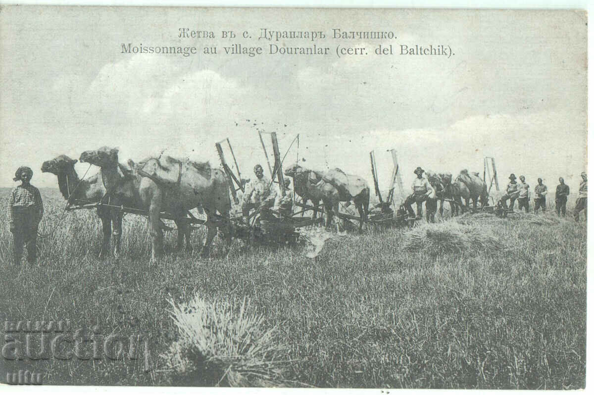 Bulgaria, Harvest in Duranlar village with camels, Balchishko