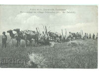 Βουλγαρία, Συγκομιδή στο χωριό Duranlar με τις καμήλες, Balchishko