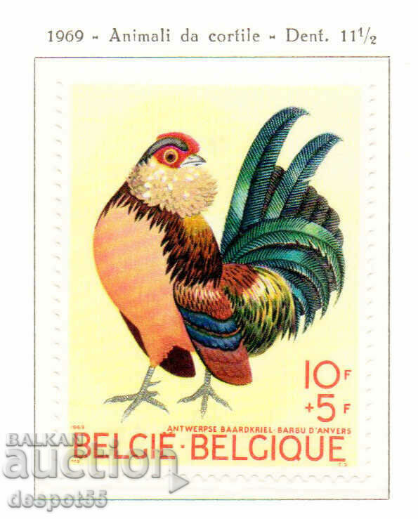 1969. Βέλγιο. Πουλιά - Κότα.