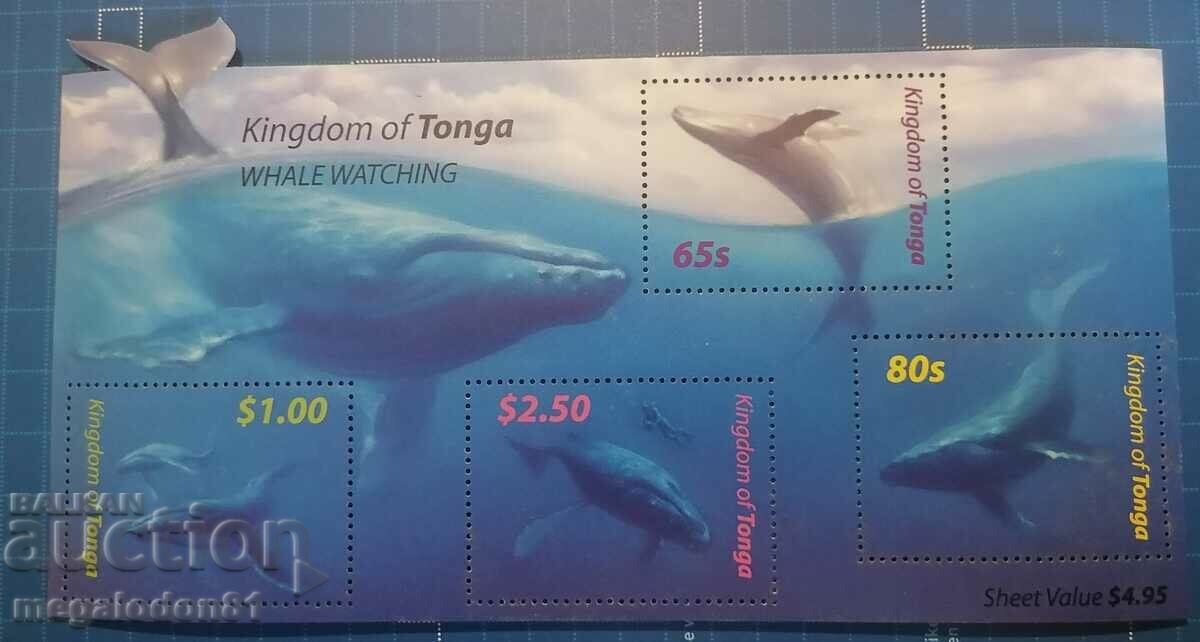 Tonga - ocean fauna, whales