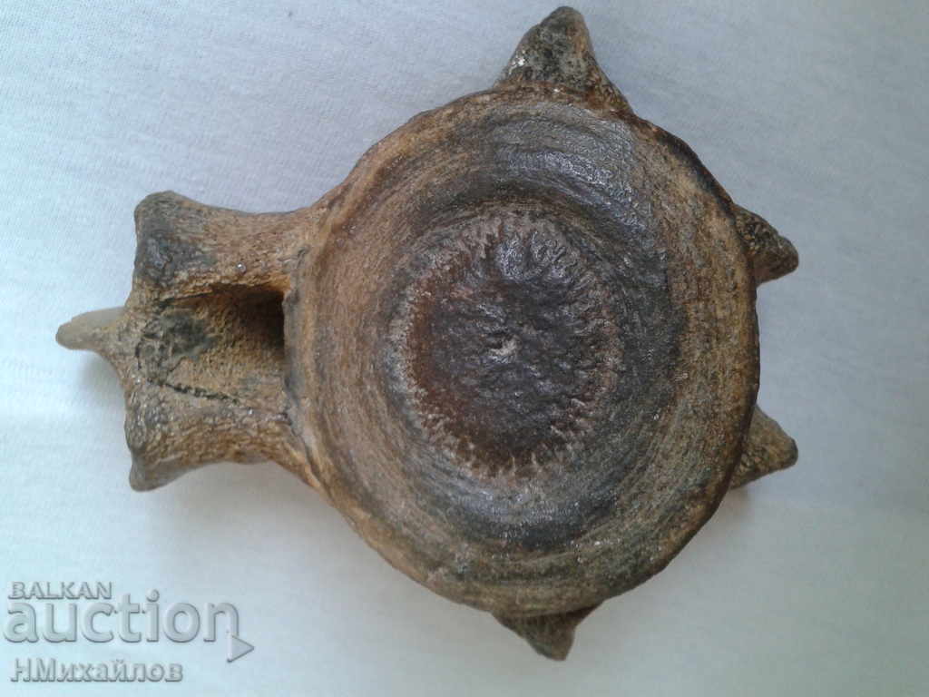 Fossil vertebra of a prehistoric horse with price 145.00 BGN | € 74.14 Fossil vertebra of a prehistoric horse with price 145.00 BGN | € 74.14