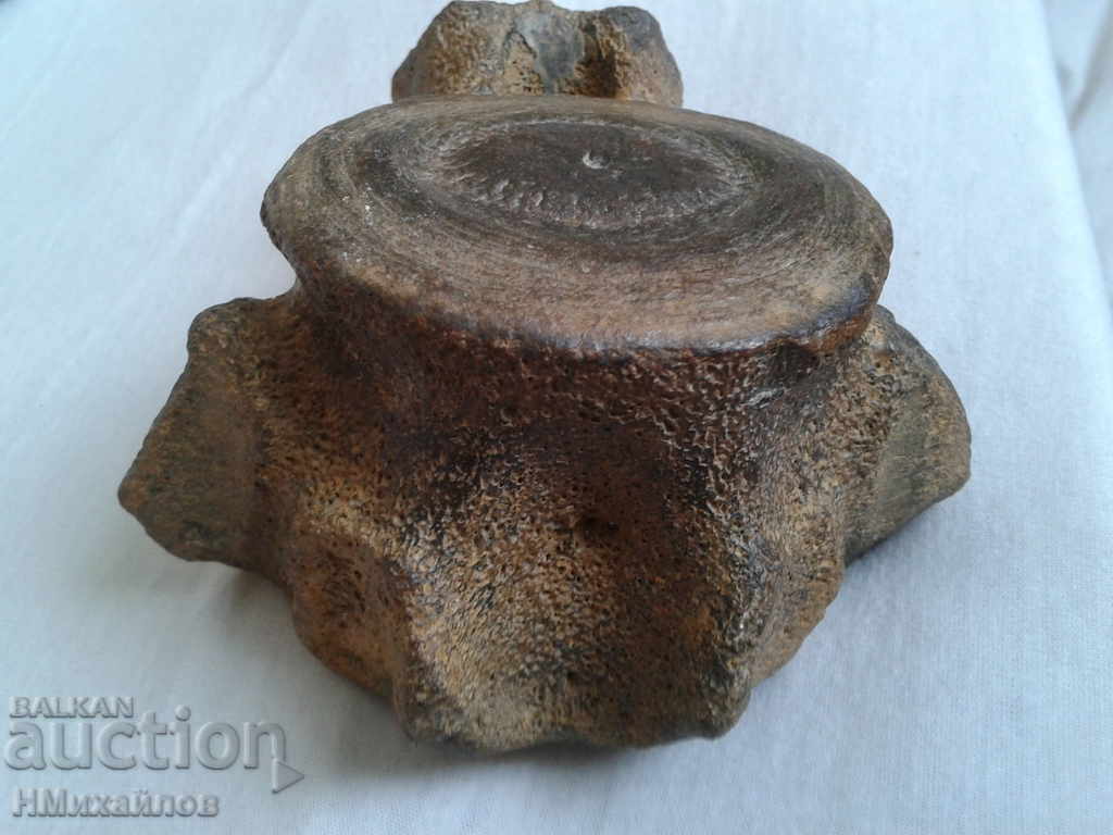 Auction Fossil vertebra of a prehistoric horse Auction Fossil vertebra of a prehistoric horse