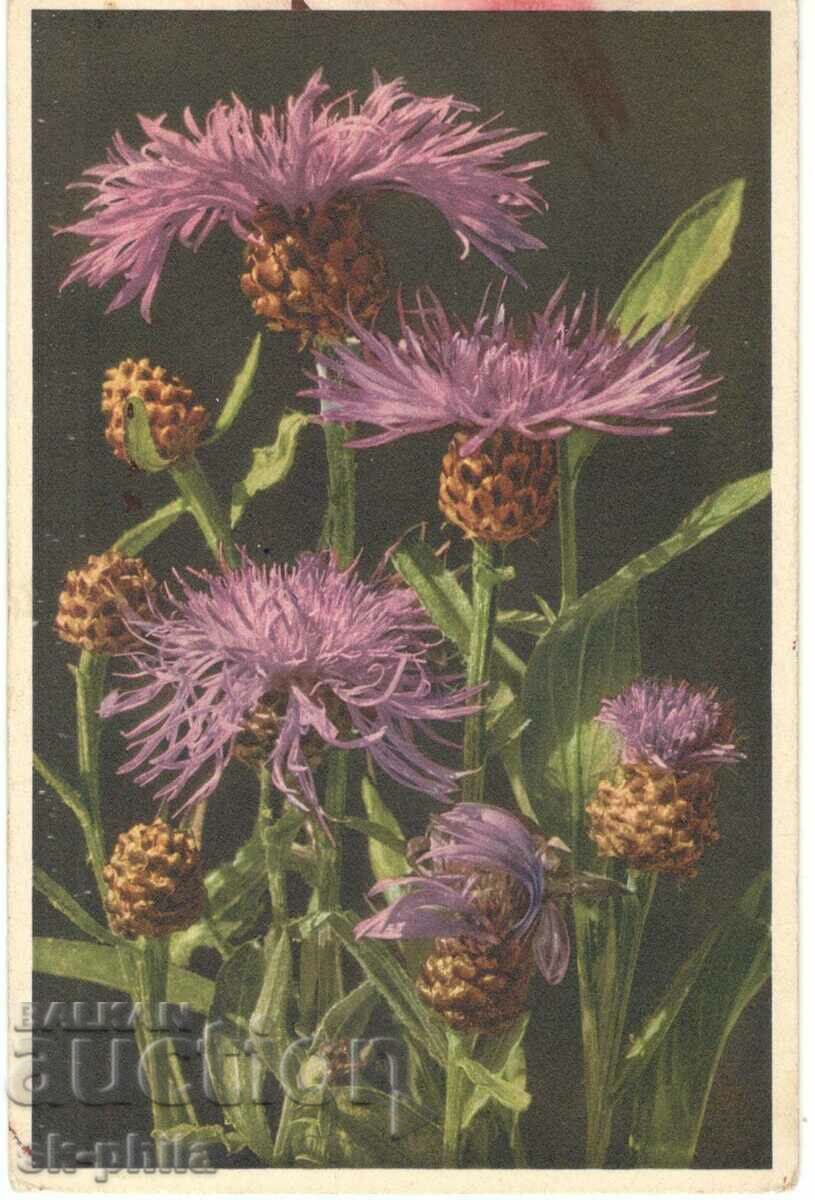 Old card - Greeting - Polish flowers