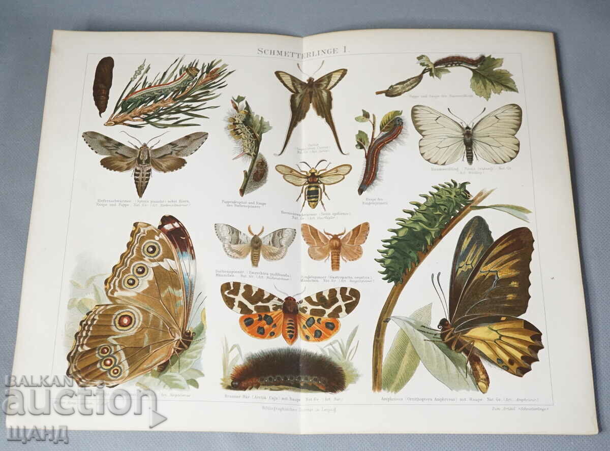 1900 Lithograph types of butterflies