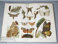 1900 Lithograph types of butterflies