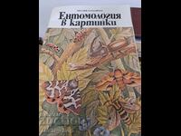 Entomology in pictures Vitaly Tanasiychuk