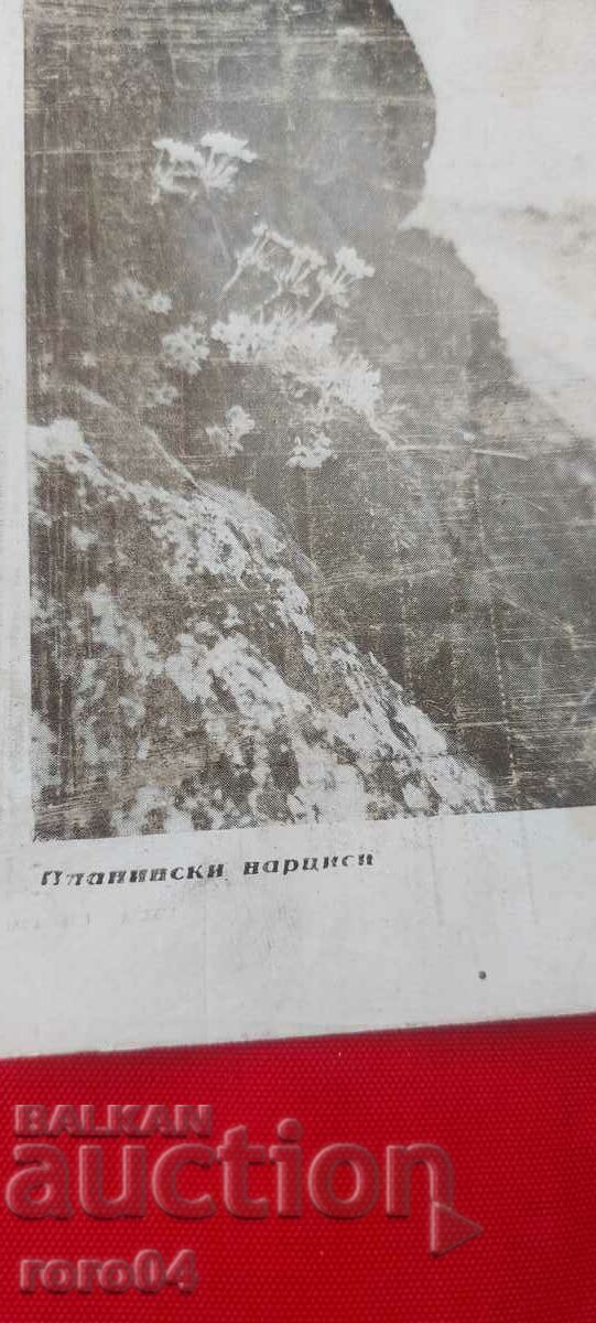 Auction NIKOLA IVANOV BOZHINOV Auction NIKOLA IVANOV BOZHINOV