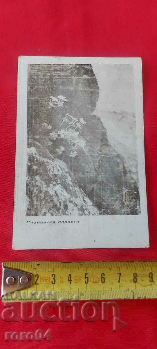 NIKOLA IVANOV BOZHINOV - 6 NIKOLA IVANOV BOZHINOV - 6