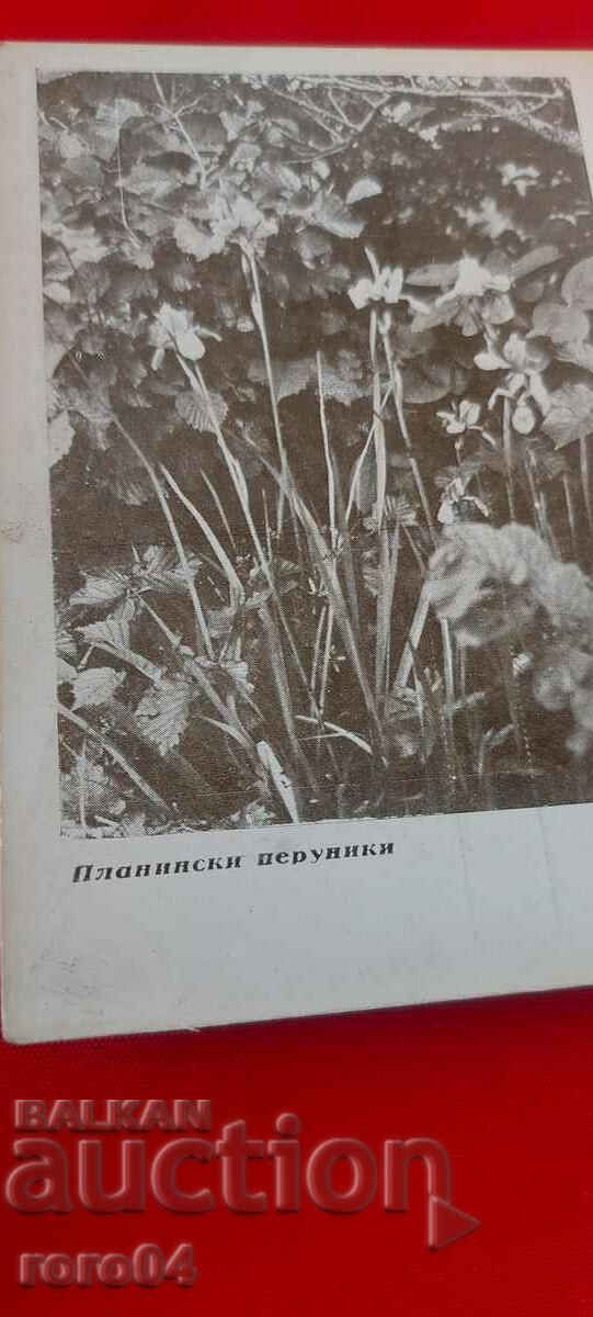 Auction NIKOLA IVANOV BOZHINOV Auction NIKOLA IVANOV BOZHINOV