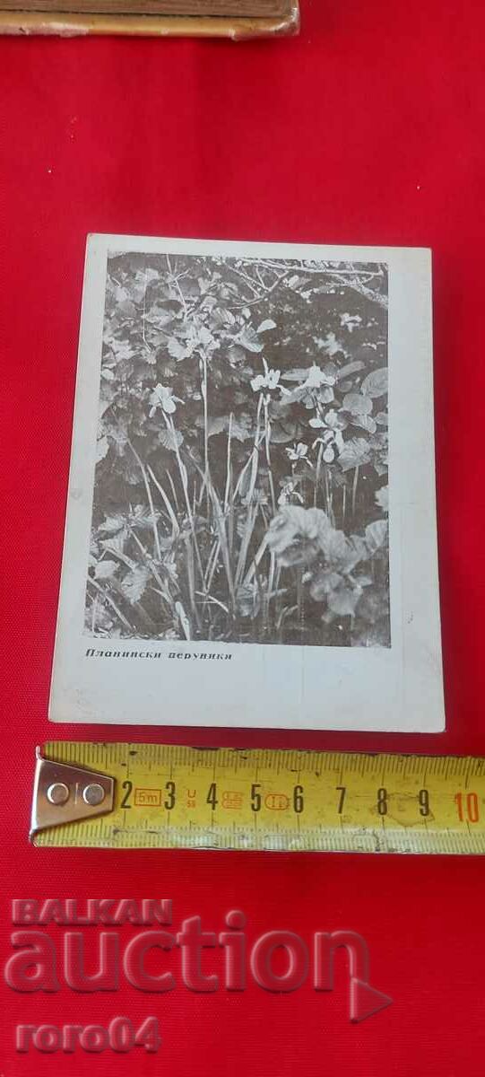 NIKOLA IVANOV BOZHINOV - 6 NIKOLA IVANOV BOZHINOV - 6