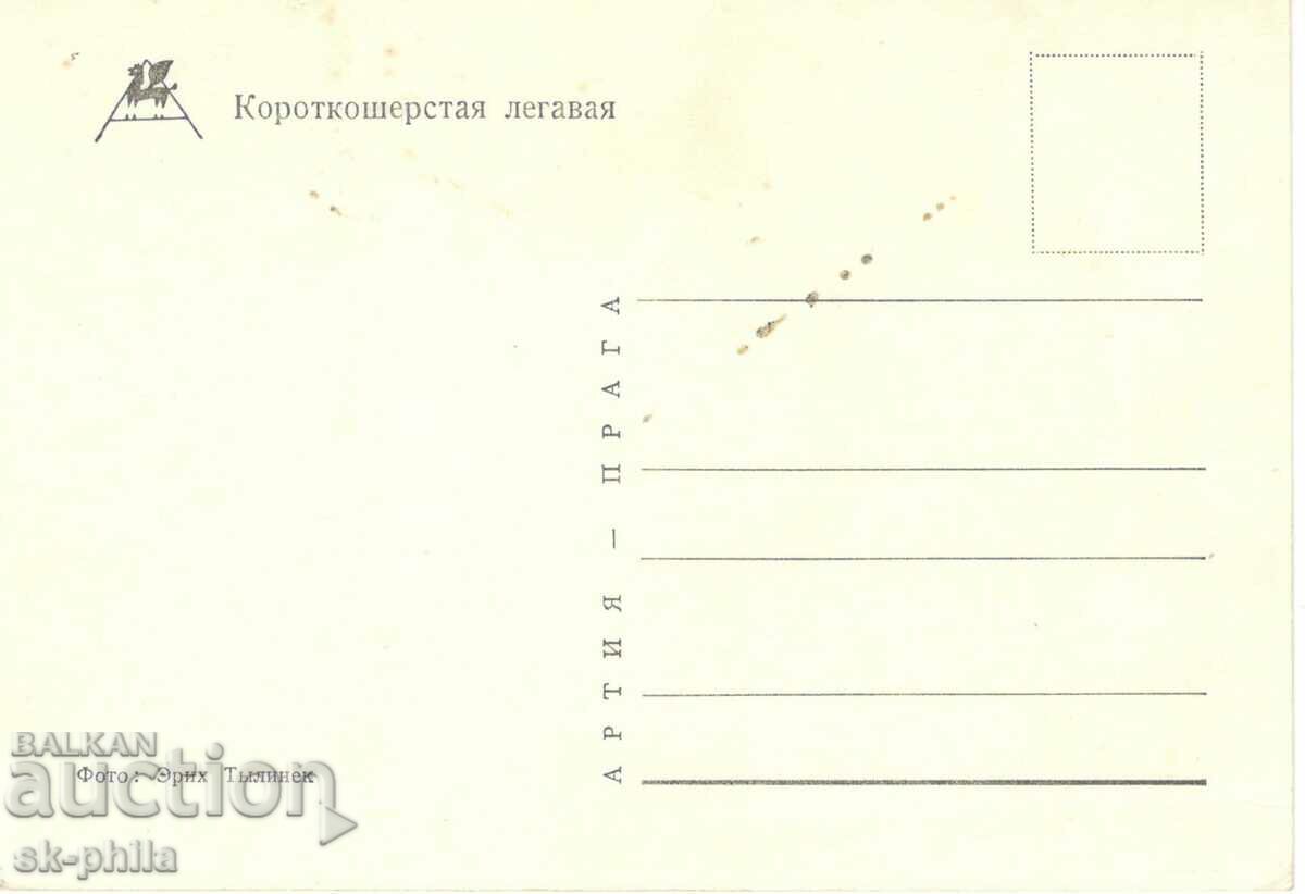 Old card - fauna - Hunting dog with price 1.40 BGN | € 0.72 Old card - fauna - Hunting dog with price 1.40 BGN | € 0.72