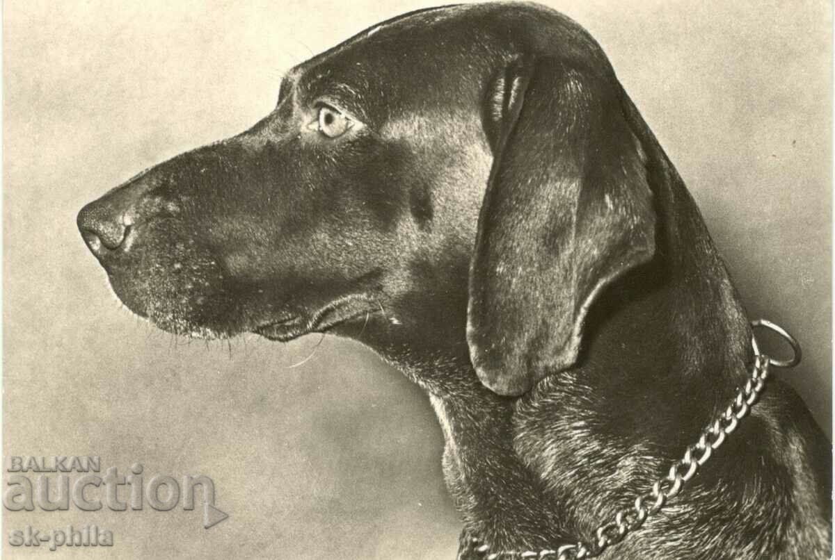 Стара картичка - фауна - Ловджийско куче