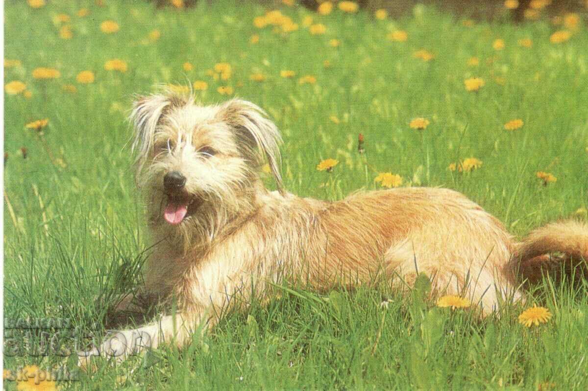 Old card - Fauna - Terrier