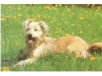 Old card - Fauna - Terrier
