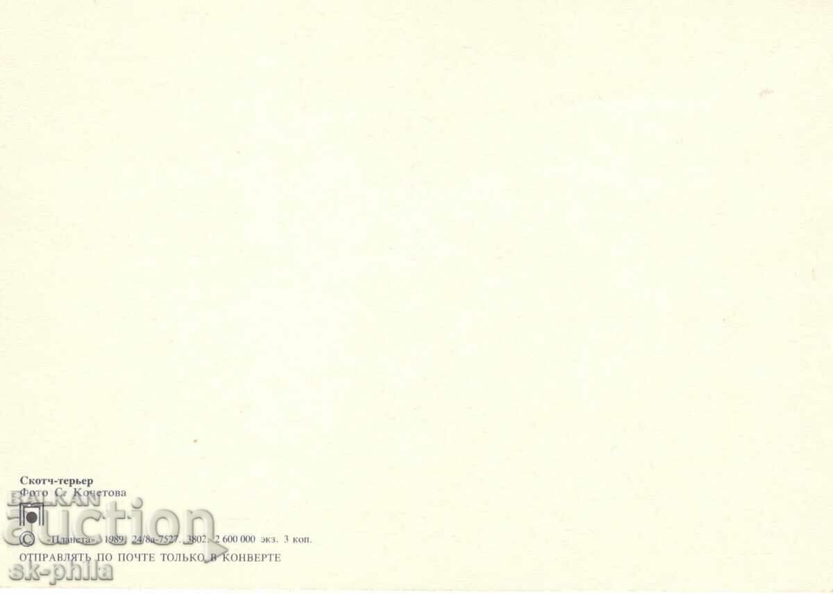 Παλιά κάρτα - πανίδα - Scotch - terrier με τιμή 1.40 BGN | € 0.72 Παλιά κάρτα - πανίδα - Scotch - terrier με τιμή 1.40 BGN | € 0.72