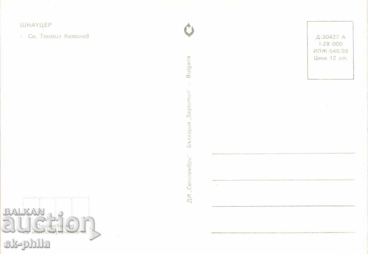 Old postcard - Fauna - Schnauzer with price 1.40 BGN | € 0.72 Old postcard - Fauna - Schnauzer with price 1.40 BGN | € 0.72