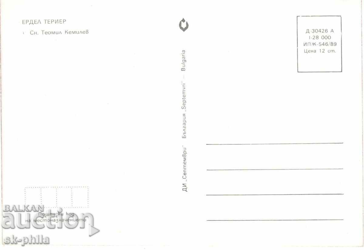 Old postcard - fauna - Airedale terrier with price 1.40 BGN | € 0.72 Old postcard - fauna - Airedale terrier with price 1.40 BGN | € 0.72