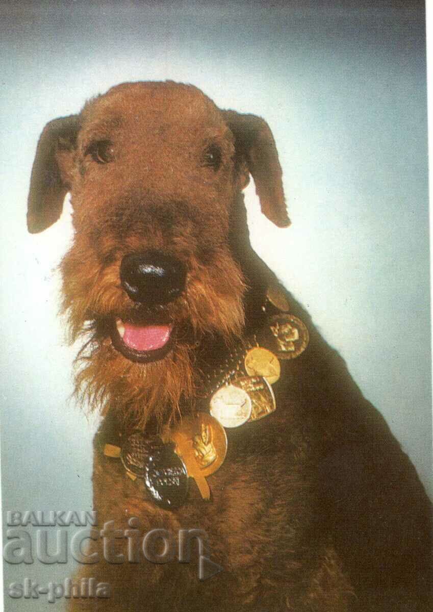 Old postcard - fauna - Airedale terrier