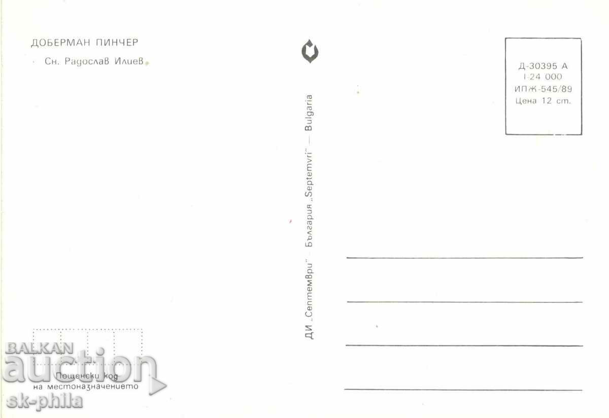 Old card - Fauna - Doberman Pinscher with price 1.40 BGN | € 0.72 Old card - Fauna - Doberman Pinscher with price 1.40 BGN | € 0.72