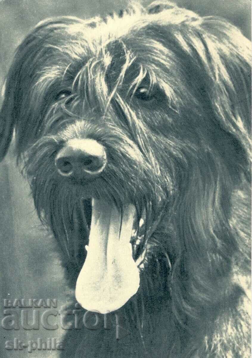 Old card - fauna - Tibetan terrier