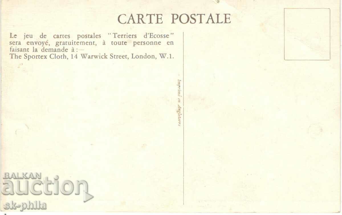 Old card - Fauna - Scottish Terrier with price 1.00 BGN | € 0.51 Old card - Fauna - Scottish Terrier with price 1.00 BGN | € 0.51