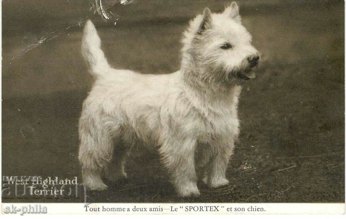 Old card - Fauna - Scottish Terrier