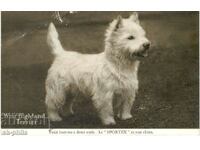 Old card - Fauna - Scottish Terrier