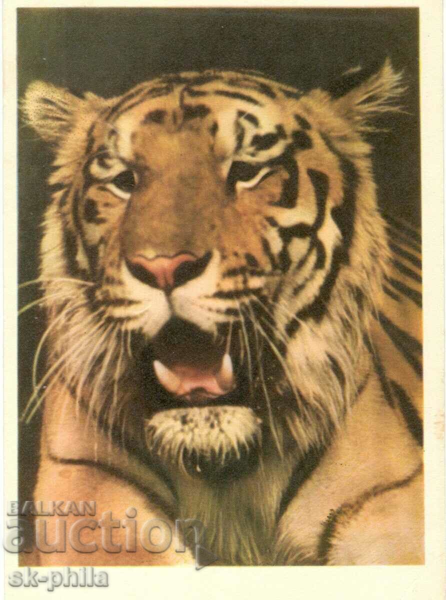 Стара картичка - фауна - Тигър