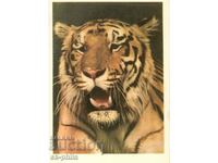 Old card - fauna - Tiger