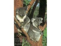 Old postcard - fauna - Koalas