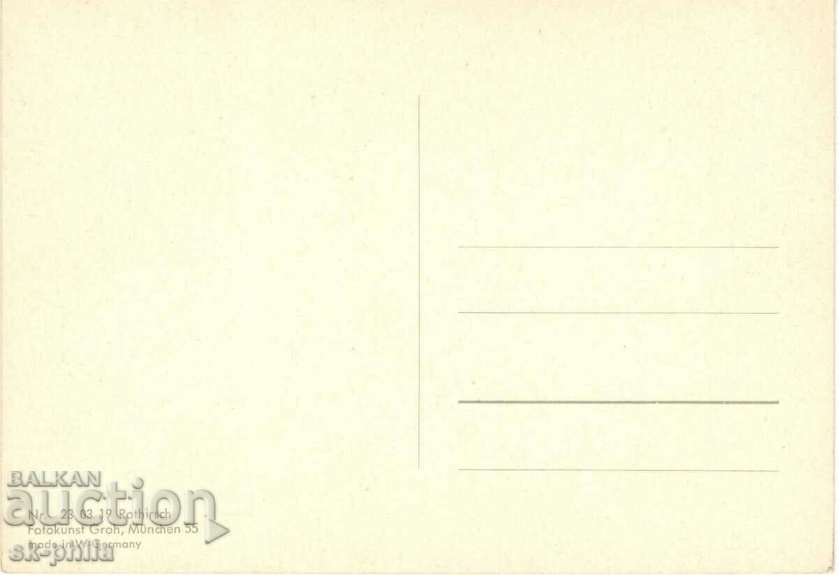 Old postcard - Fauna - Red deer with price 1.20 BGN | € 0.61 Old postcard - Fauna - Red deer with price 1.20 BGN | € 0.61