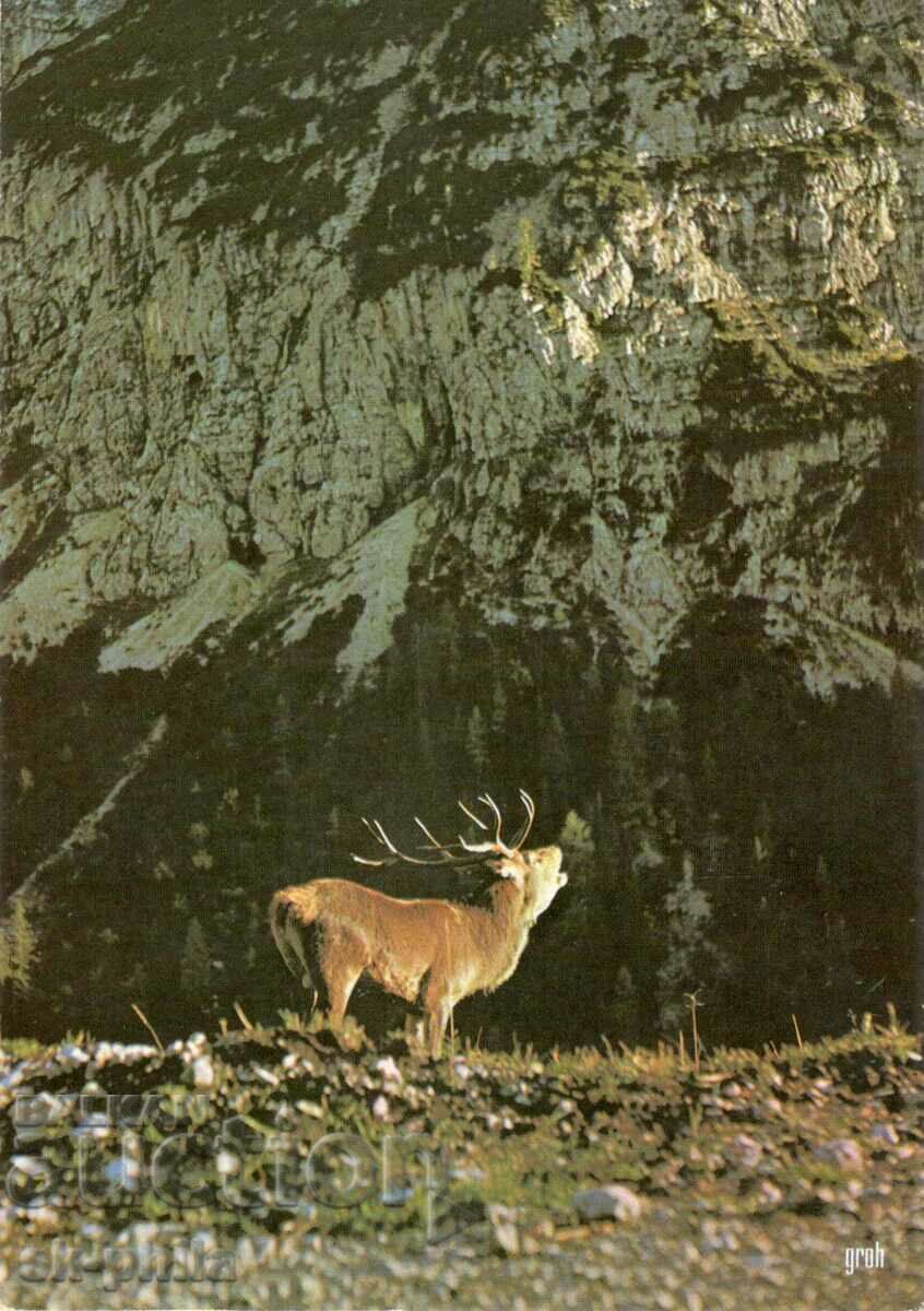 Стара картичка - Фауна - Благороден елен