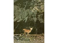 Old postcard - Fauna - Red deer